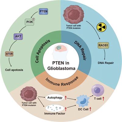 Research progress on the role of PTEN deletion or mutation in the immune microenvironment of glioblastoma